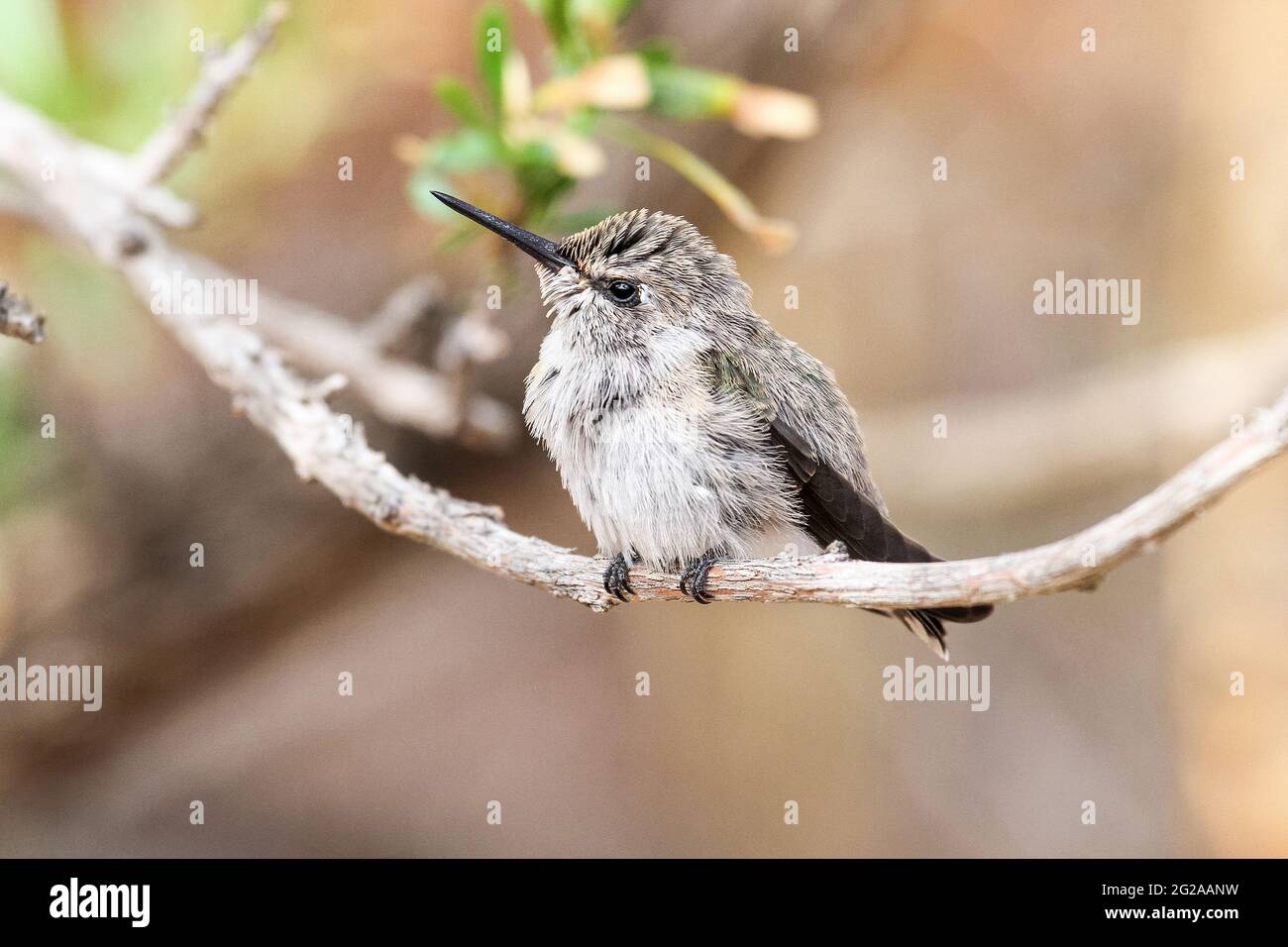 Junger Kolibri, der aus dem Schlaf erwacht. Ein junger Kolibri, der auf einem Baumzweig thront, wacht aus dem Schlaf mit flauschigen Federn auf, der Hintergrund ist verschwommen. Stockfoto