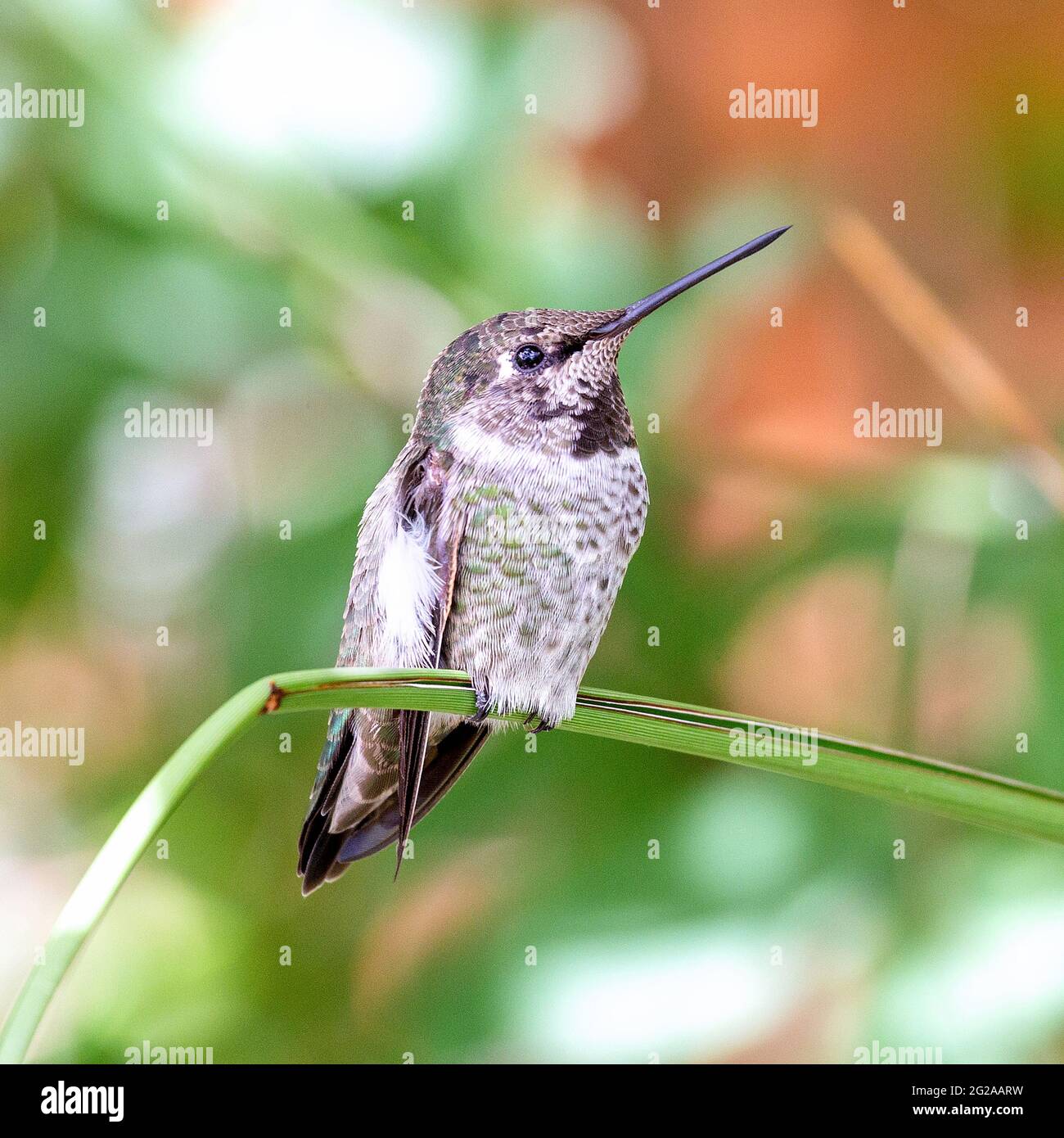 Der Kolibri des jungen männlichen Costa sitzt mit seinem Schnabel in der Luft auf einem graeen Ast. Jungtier der Kolibri der männlichen Costa thront auf einem Zweig. Stockfoto