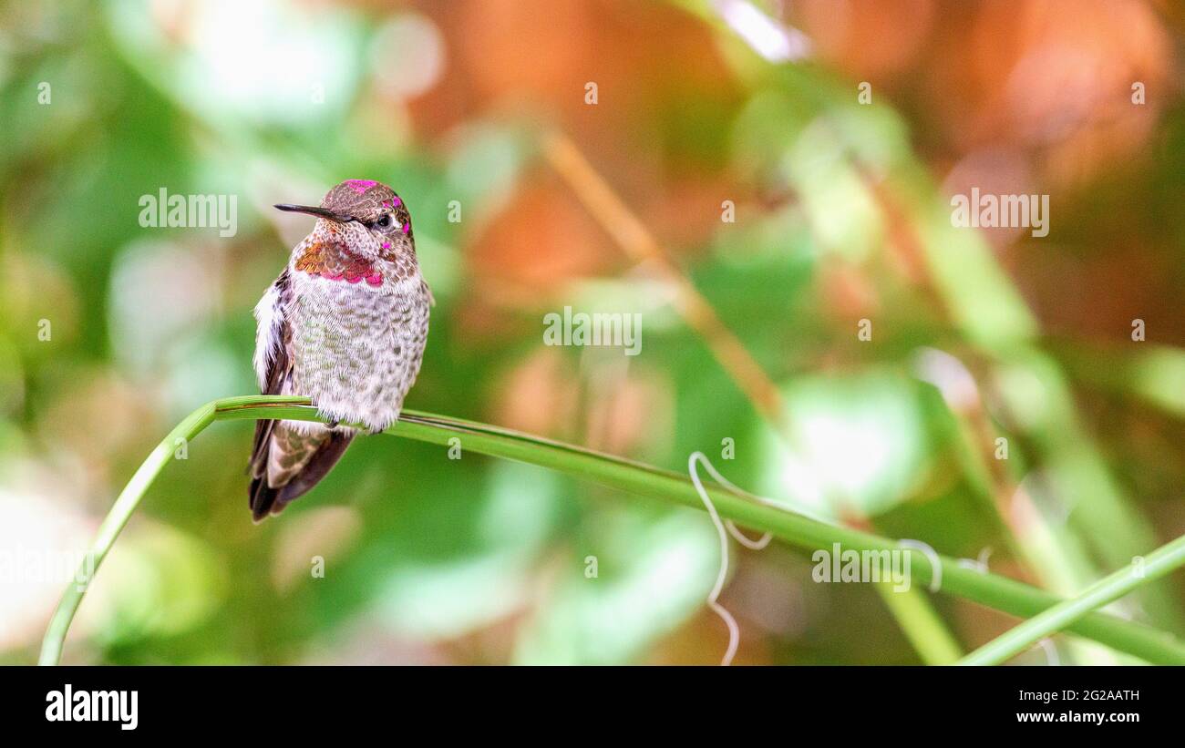 Kolibri des jungen männlichen Costa mit sich entwickelnden Kronen- und Gorget-Federn. Panorama des Kolibris eines jungen männlichen Costa. Stockfoto