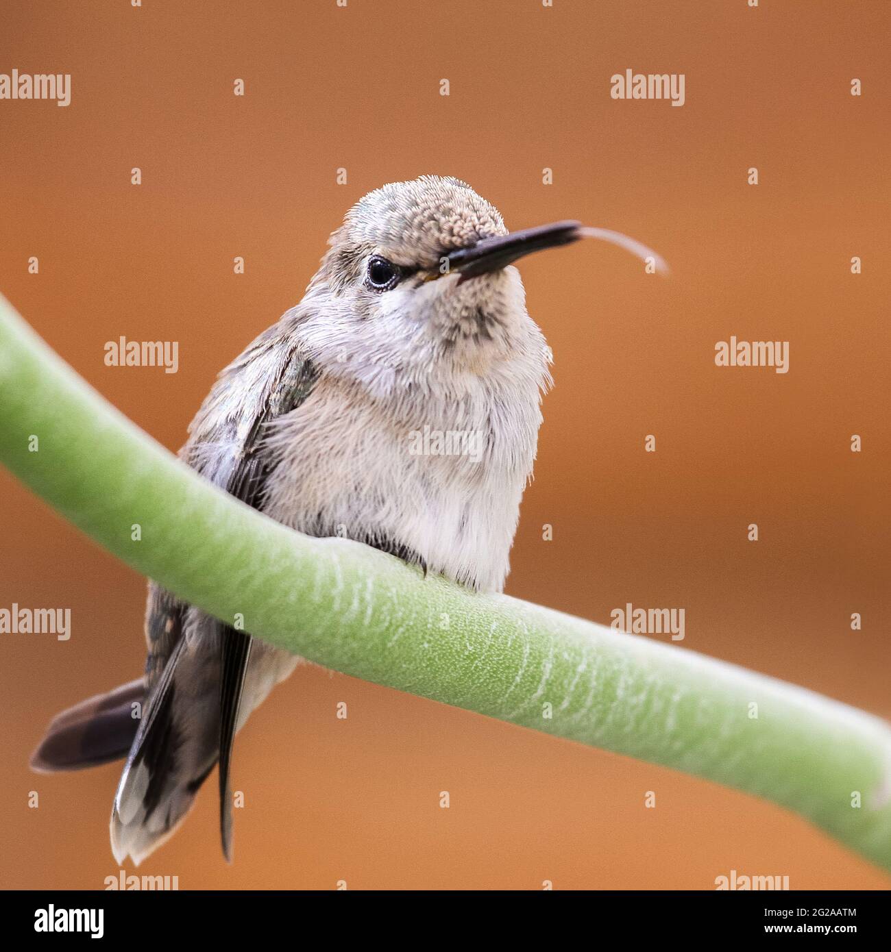 Junger Kolibri mit ausgestreckten Zungen. Der junge Kolibri von Costa, der auf einem grünen Zweig mit der Zunge aus dem Schnabel thront. Stockfoto