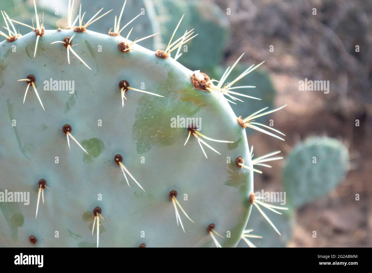 Nahaufnahme eines Kaktus aus Kaktus mit Kaktus aus Kaktus aus Kaktus aus Kaktus aus Kakt Scharfe Nadeln auf grünen großen Blättern in der Sonne. Südeuropaisch wilde Flora Stockfoto