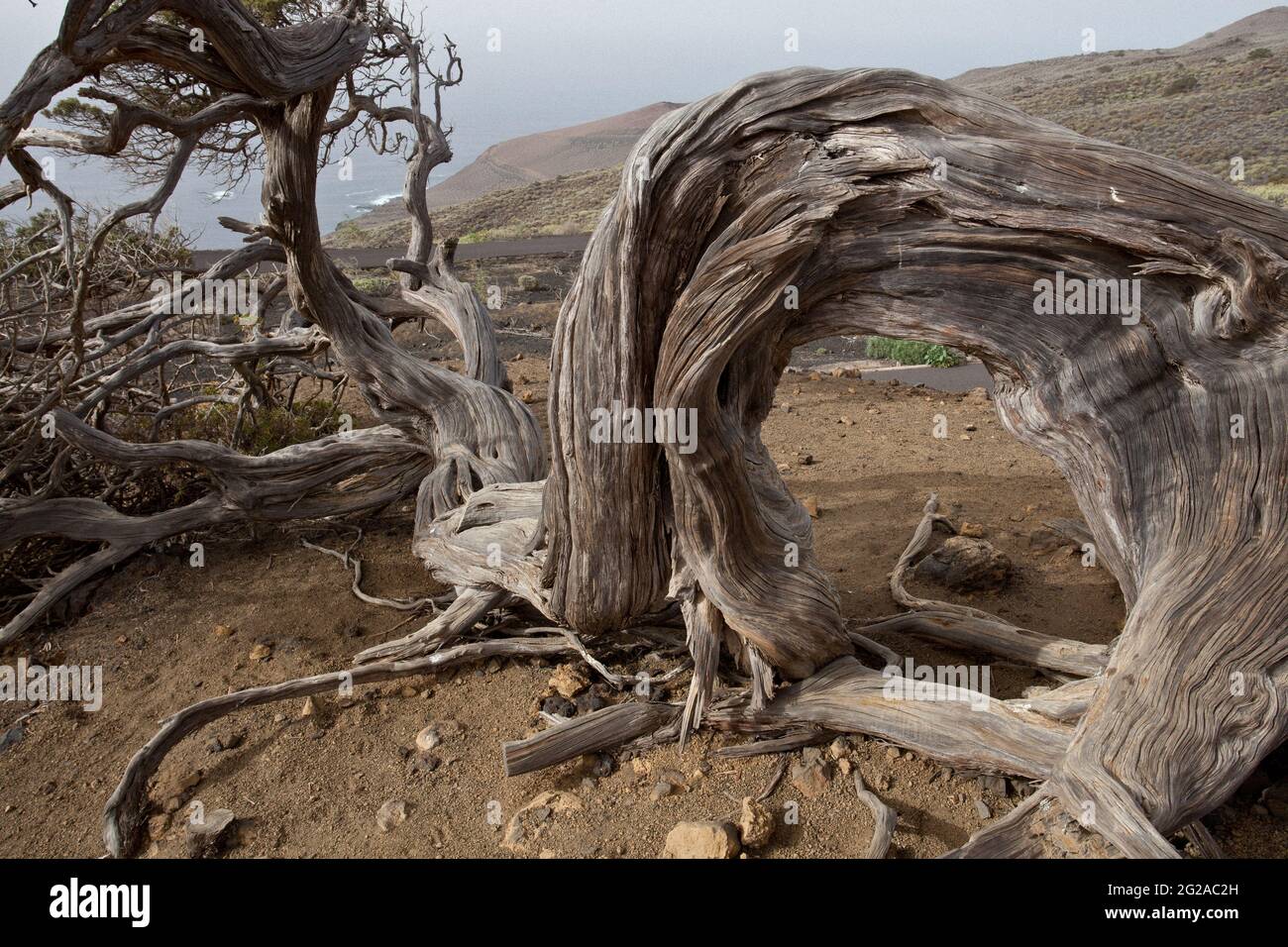 Ein Savin (juniperus sabina), gebogen durch die Wirkung der ständigen Passatwinde, in El Hierro, Kanarische Inseln. Sie ist zum Symbol der Insel geworden Stockfoto