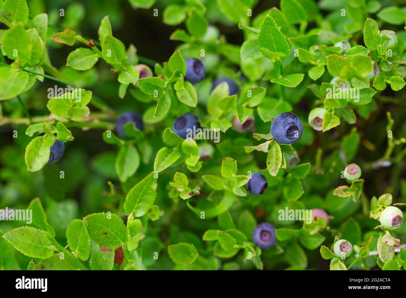 Wilde Heidelbeeren in verschiedenen Stadien der Reifung Stockfotografie