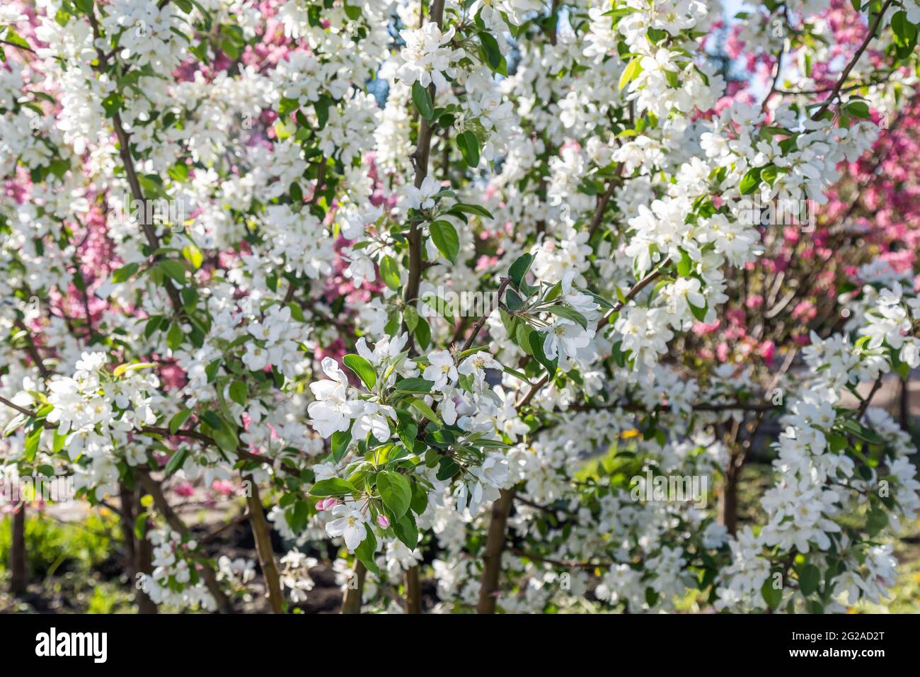 Große weiße und rosa Blüten eines Garten-Apfelbaums Stockfoto