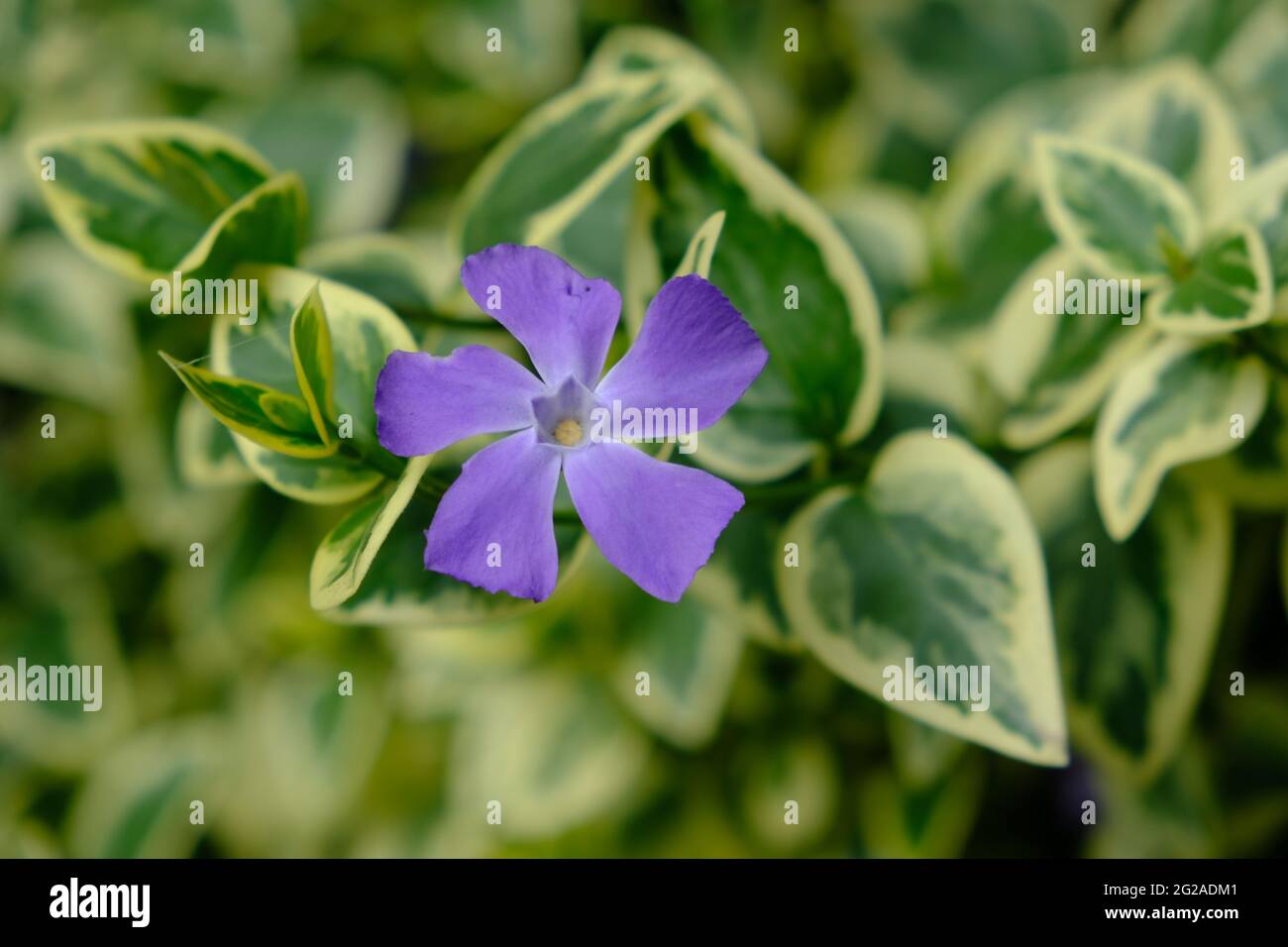 Ecuador Quito - Quito Botanischer Garten lila Blume Stockfoto