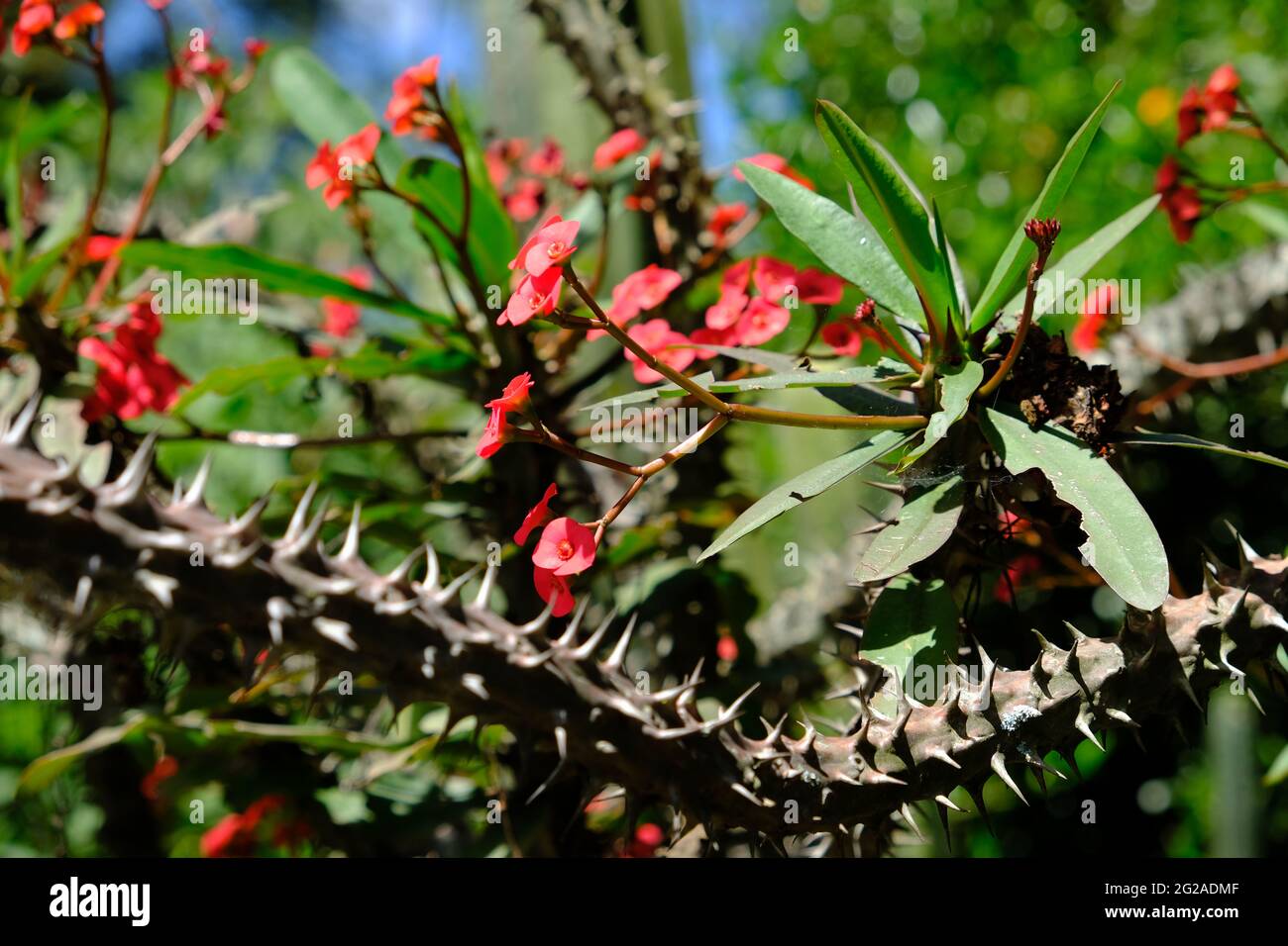 Ecuador Quito - Botanischer Garten Quito - Kaktusblüte Stockfoto