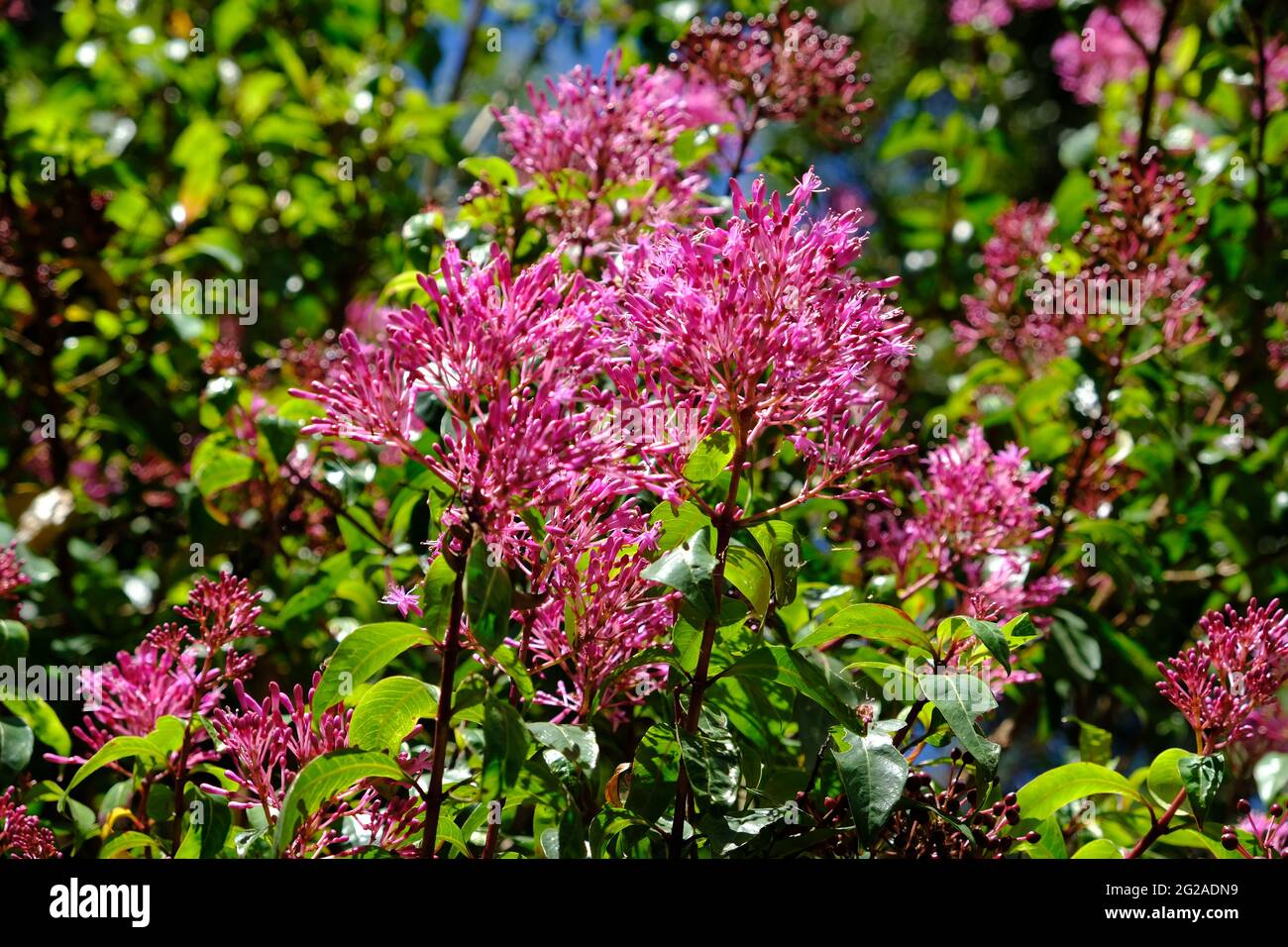Ecuador Quito - Quito Botanischer Garten lila Milchkraut - Asclepias purpurascen Stockfoto