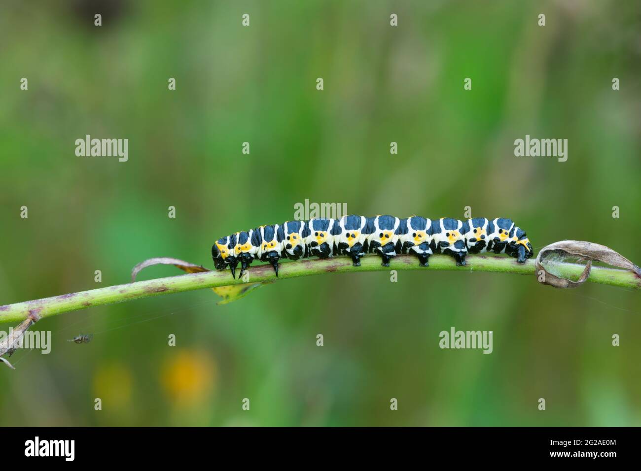 Salathai, Cucullia lactucae Larve auf der Pflanze Stockfoto