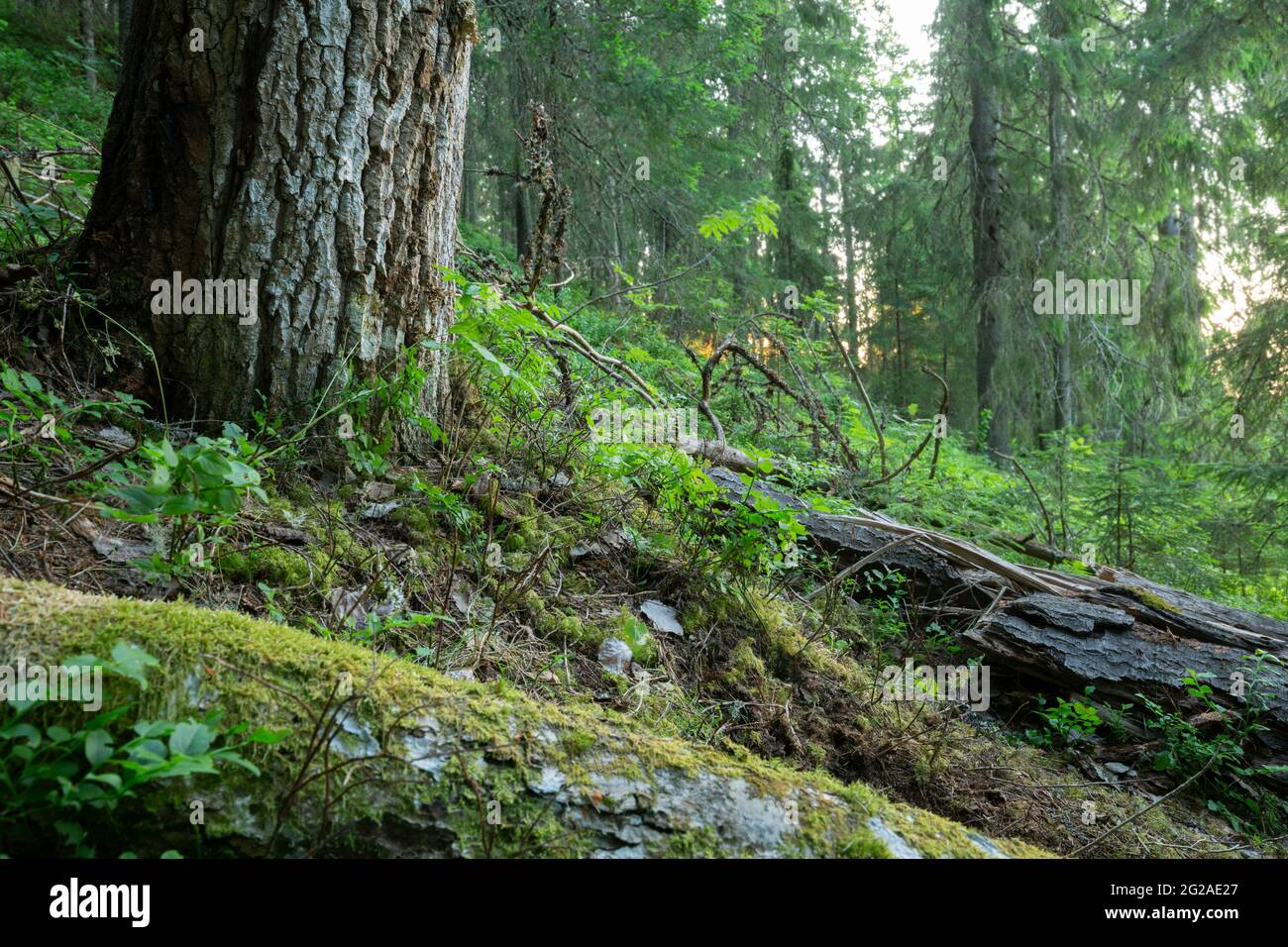 Espenbaum und verfallendes Holz in unberührtem Mischwald ist dieser Lebensraum für viele Insekten wichtig Stockfoto