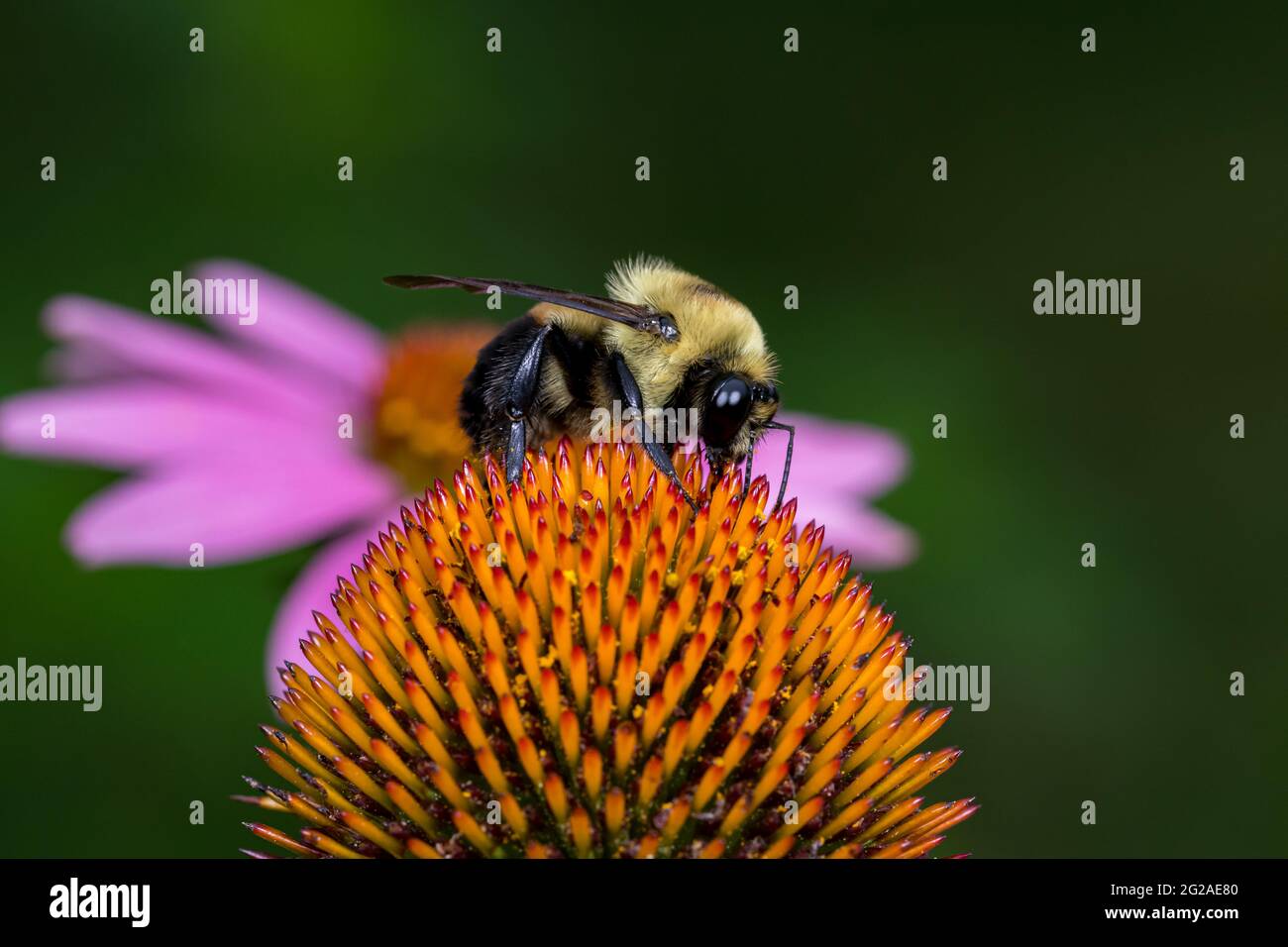 Bumble Biene auf Nektar aus lila Koneflower Wildflower füttern. Konzept der Insekten- und Wildtierschutz, Lebensraumschutz, und Hinterhofblume Stockfoto