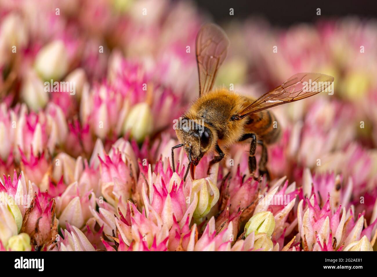 Nahaufnahme der Honigbiene auf Sedum Blume. Konzept des Insekten- und Wildtierschutzes, der Erhaltung von Lebensräumen und des Gartenblumengartens Stockfoto