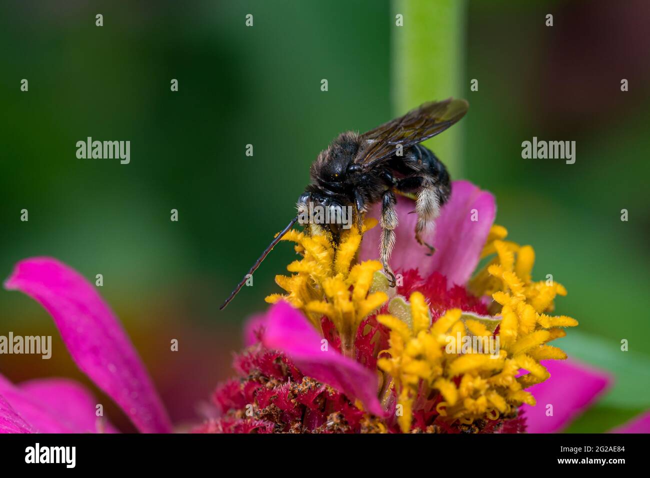 Nahaufnahme der Langhornbiene auf einer Wildblume. Konzept des Insekten- und Wildtierschutzes, der Erhaltung von Lebensräumen und des Gartenblumengartens Stockfoto