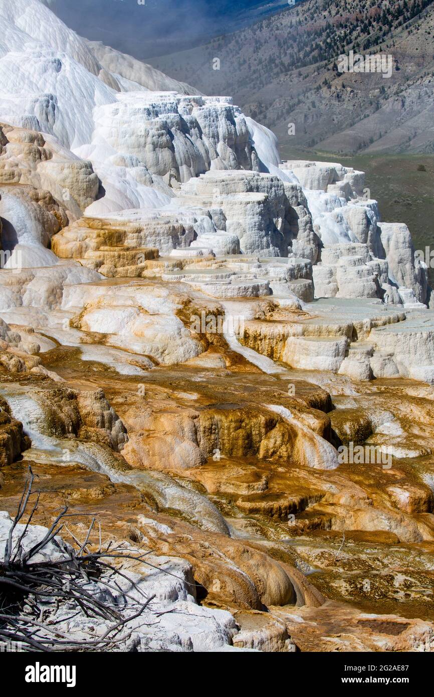 Mammoth Hot Springs im Yellowstone National Park, Wyoming, vertikal Stockfoto