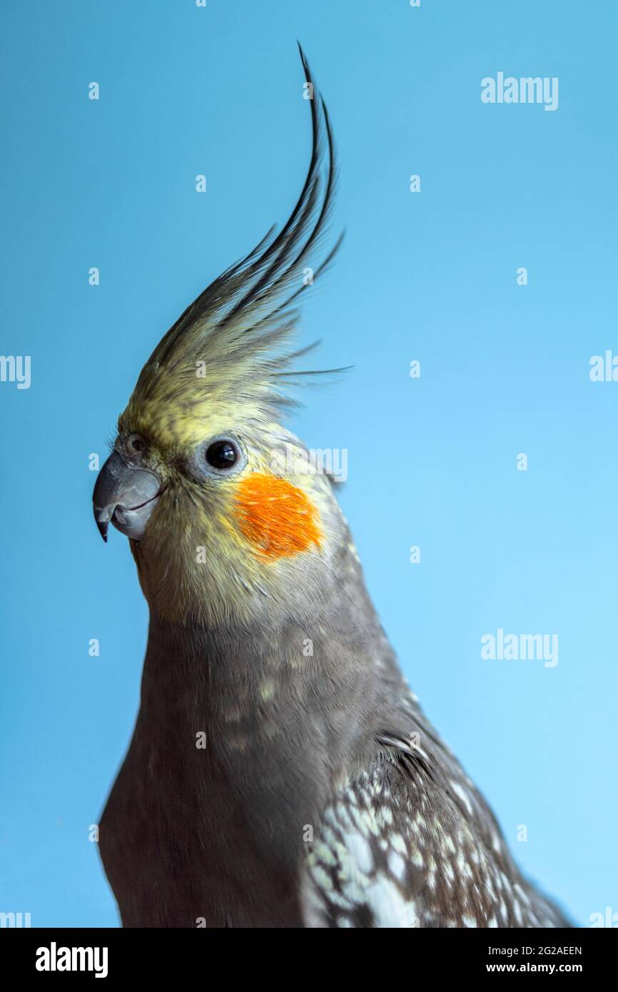 Kopfaufnahme von Cockatiel Papagei auf blauem Hintergrund Stockfoto