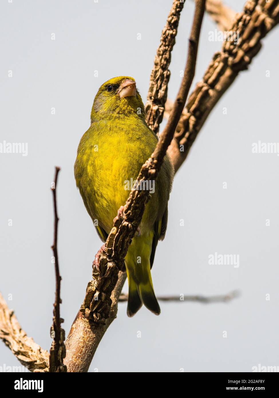 Europäischer Grünfink, Chloris chloris im Lebensraum Stockfoto