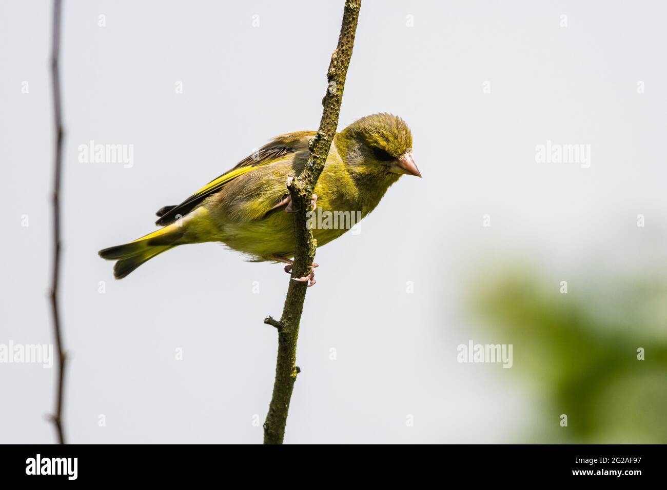 Europäischer Grünfink, Chloris chloris im Lebensraum Stockfoto