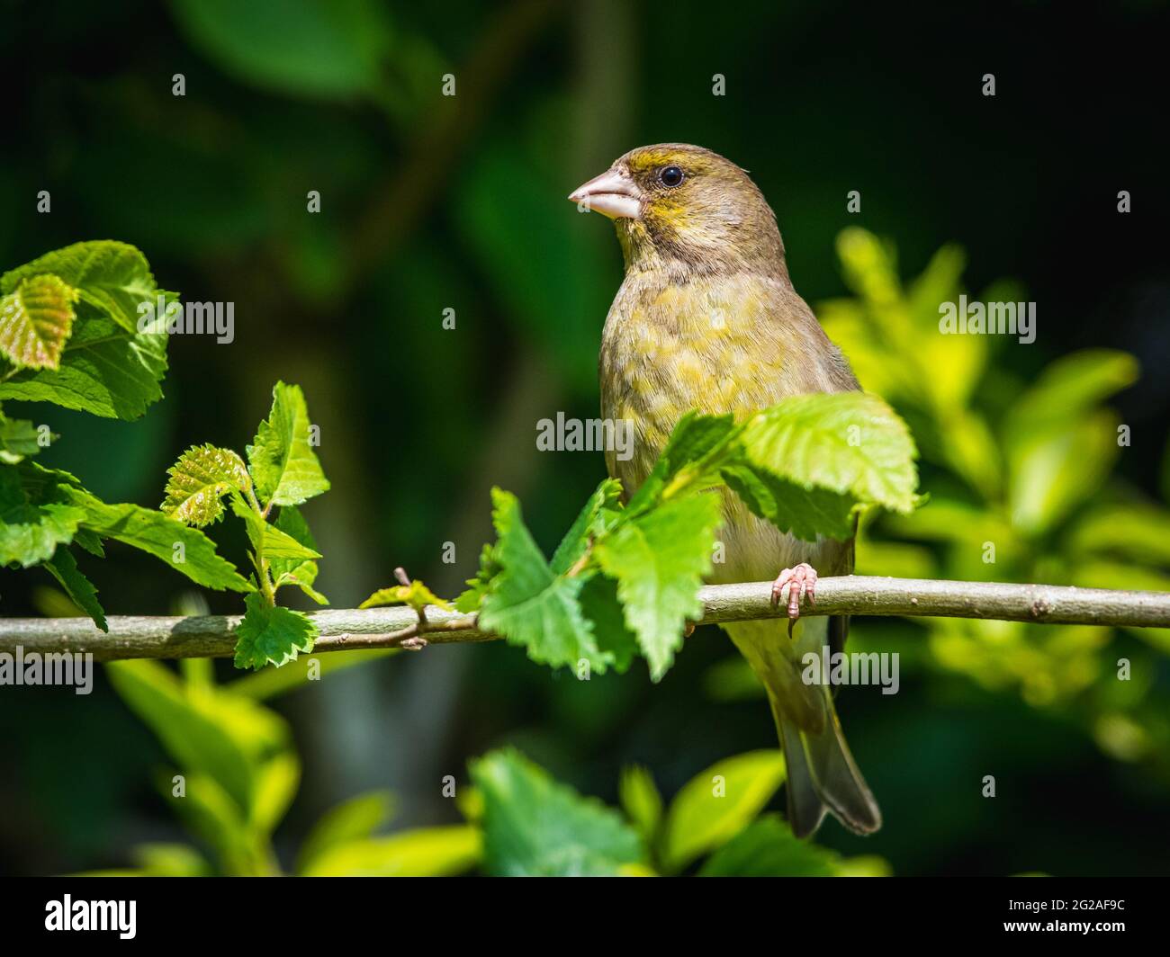 Europäischer Grünfink, Chloris chloris im Lebensraum Stockfoto