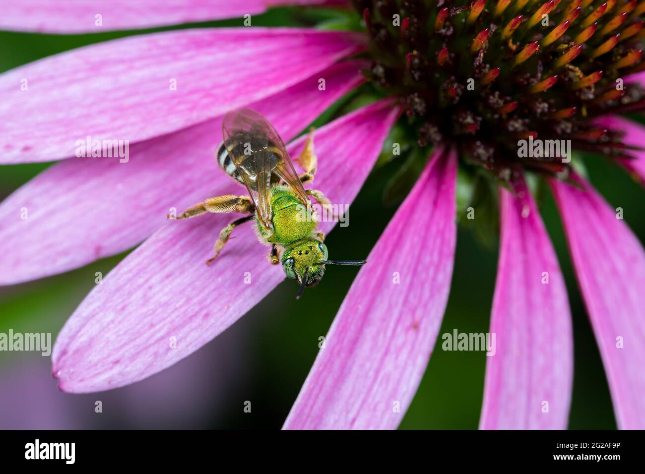 Nahaufnahme der grünen weiblichen Schweißbiene auf der purpurnen Kegelblume. Konzept des Insekten- und Wildtierschutzes, der Erhaltung von Lebensräumen und des Gartenblumengartens Stockfoto
