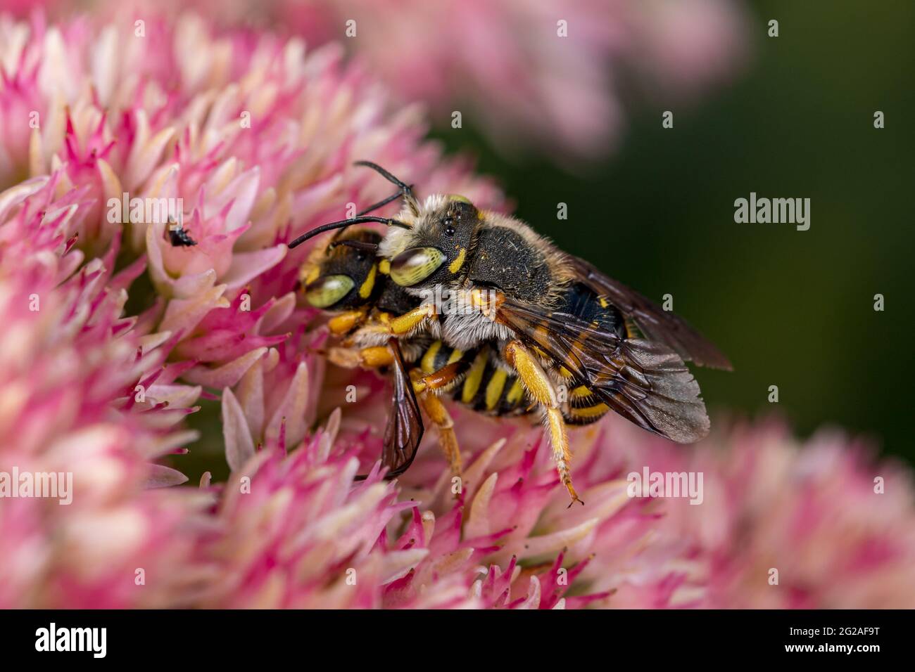 Wolle-Carder-Biene, die sich von Nektar aus der Sedum-Pflanze ernährt. Konzept des Insekten- und Wildtierschutzes, der Erhaltung von Lebensräumen und des Gartenblumengartens Stockfoto