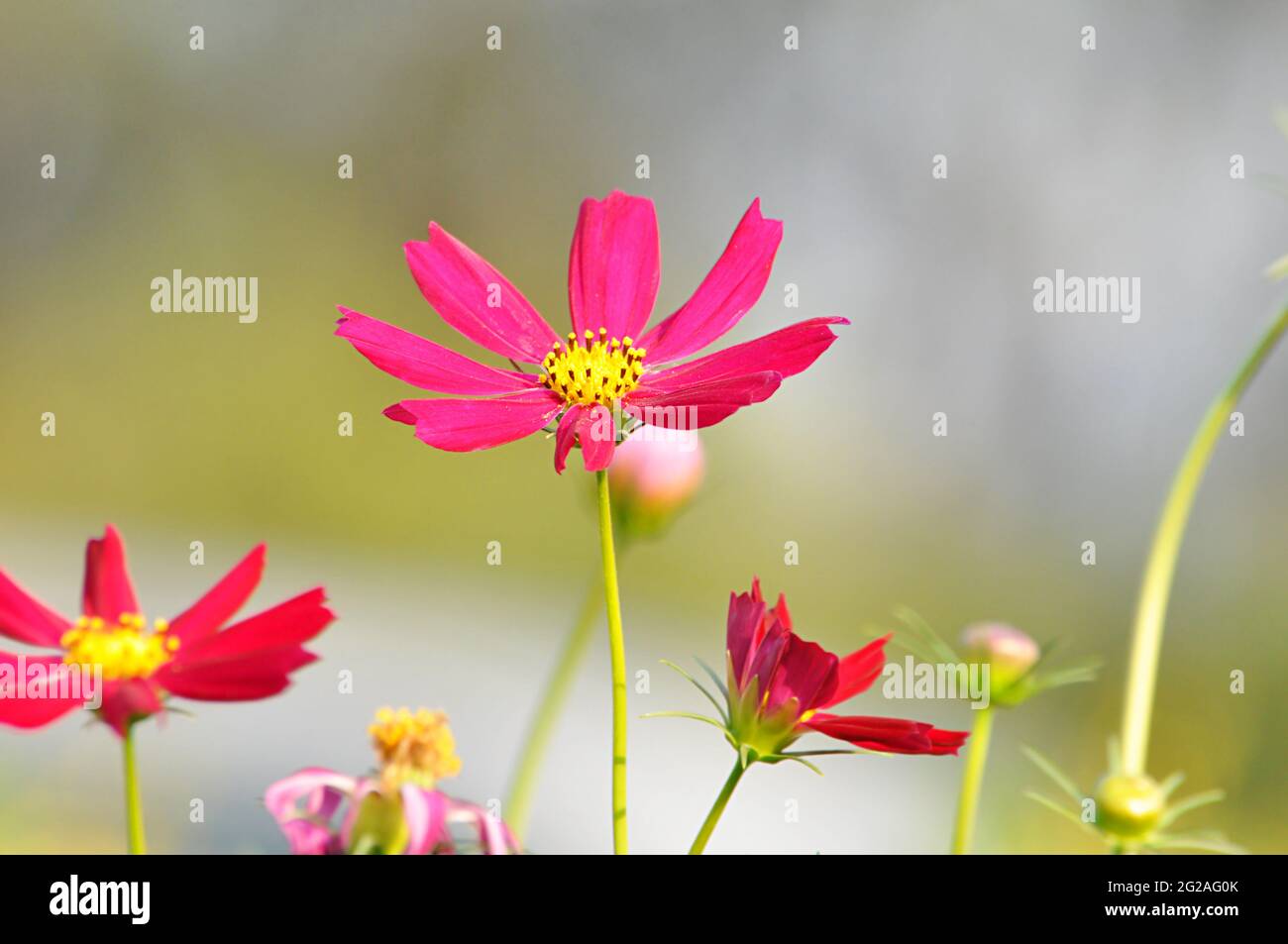 Blume Stockfoto