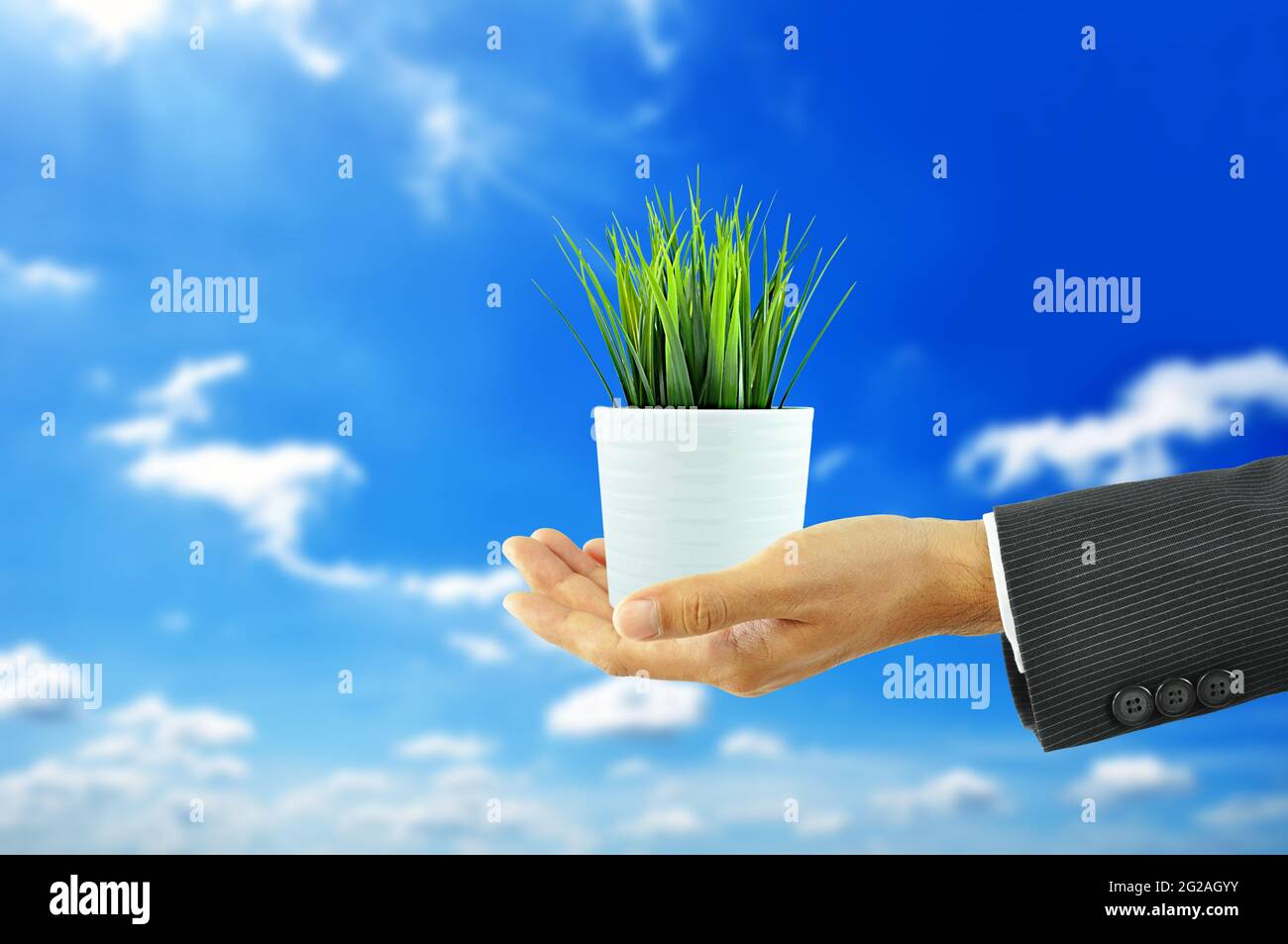 Hand hält kleinen Blumentopf mit grünem Gras Stockfoto