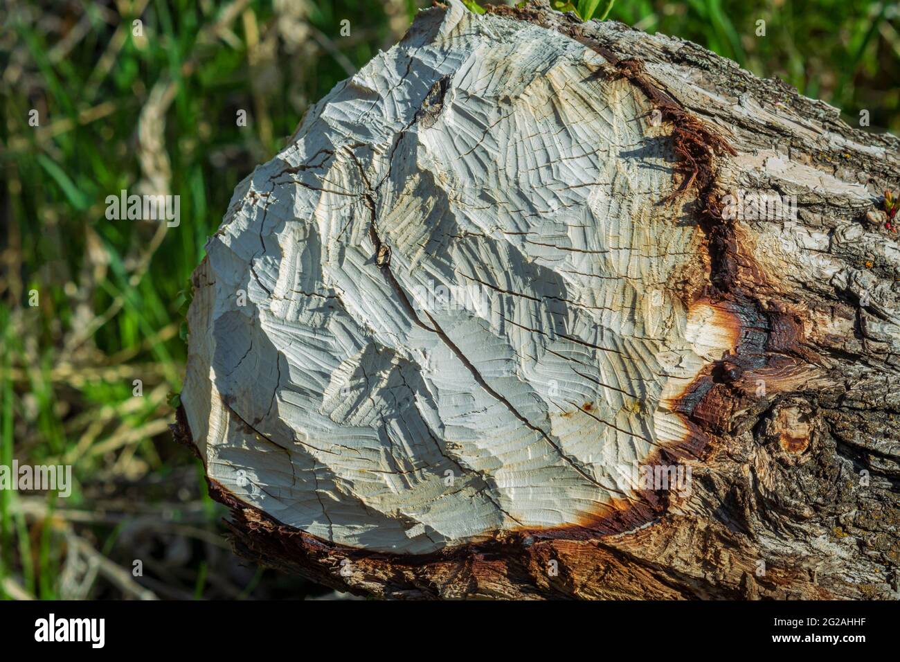 Tree harvester -Fotos und -Bildmaterial in hoher Auflösung – Alamy
