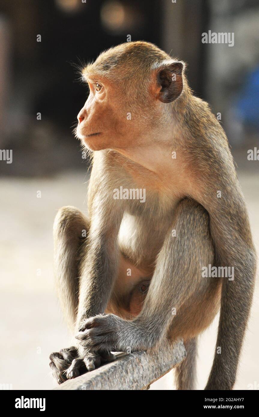 Makaken-Affen in Thailand Stockfoto