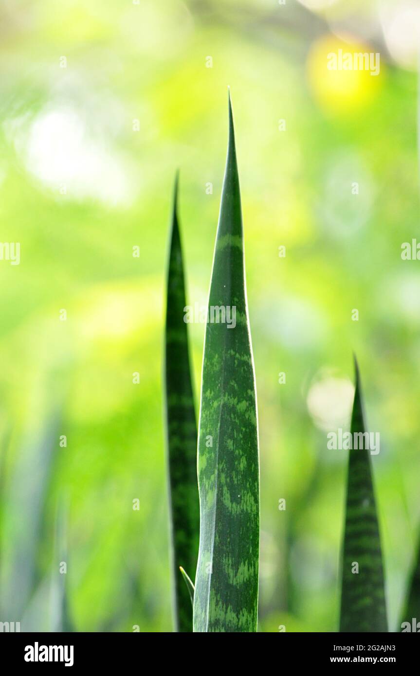 Lange grüne Blätter der Schlangenpflanze (Sansevieria trifasciata) Auf unscharfem Hintergrund Stockfoto