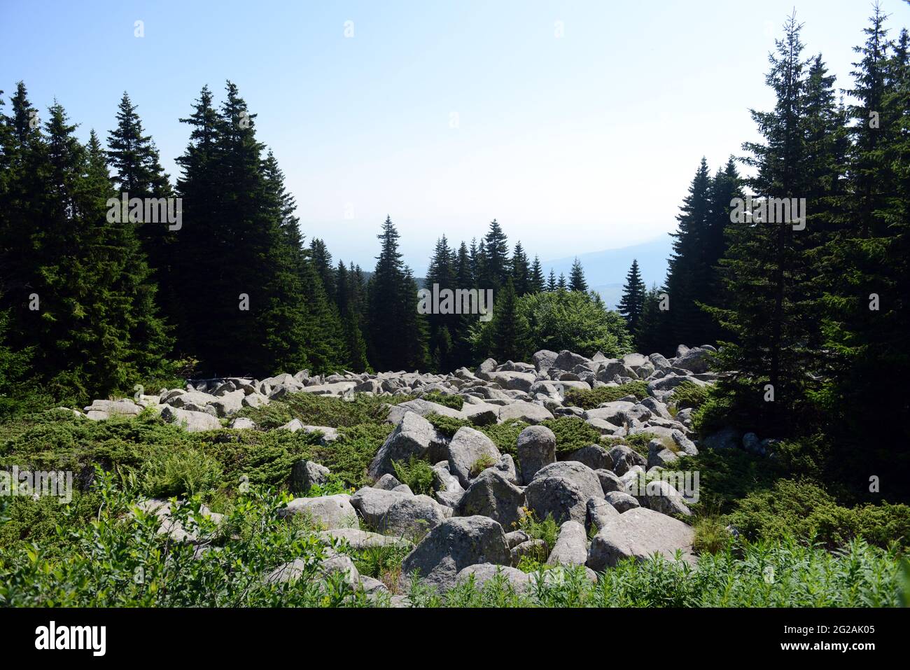 Wandern auf dem Berg Vitosha bei Sofia, Bulgarien. Stockfoto