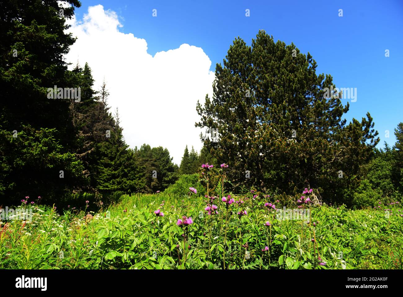Wandern auf dem Berg Vitosha bei Sofia, Bulgarien. Stockfoto