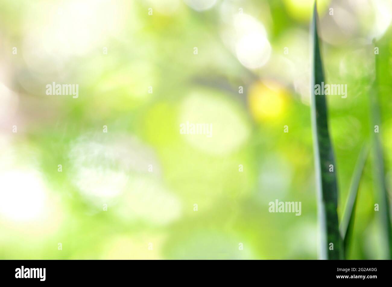 Verschwommener abstrakter grüner natürlicher Hintergrund mit langen grünen Blättern Rahmen Stockfoto