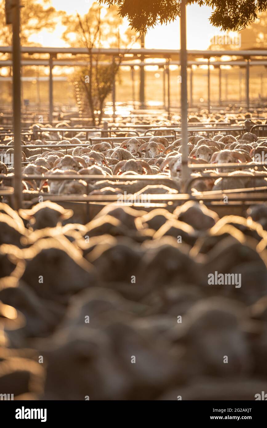 Schafverkaufstag bei Wagga Wagga Saleyards, NSW, Australien Stockfoto