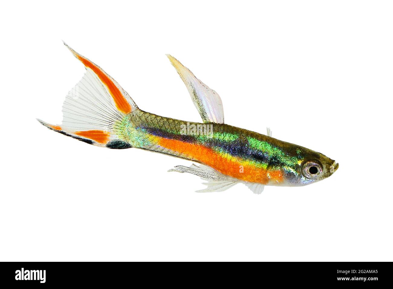 Endler Guppy Poecilia wingei kleine bunte tropische Aquarienfische Stockfoto