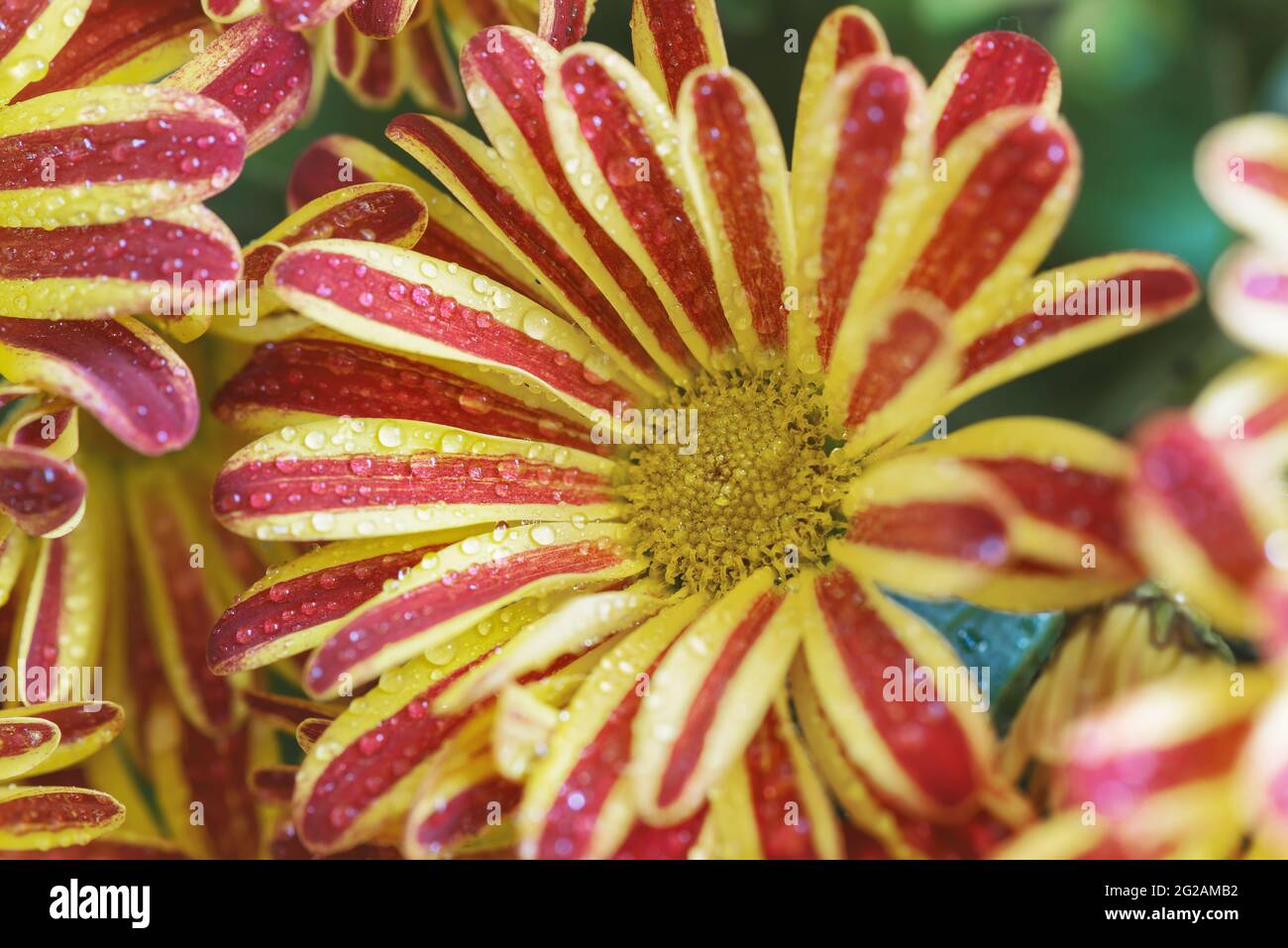 Die Blüten der indischen Chrysantheme (Chrysantheme indicum) sind eine mehrjährige Pflanze der Familie der Asteraceae, oder, wie sie auch genannt werden, der Asteracea Stockfoto