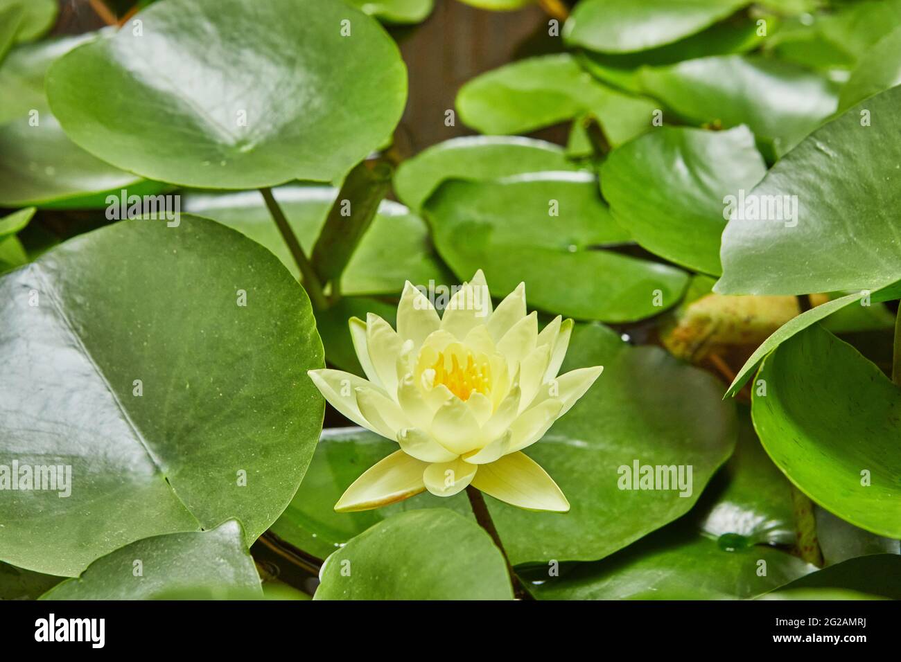 Lilien blühen auf dem Wasser im Park zwischen grünen Blättern Stockfoto