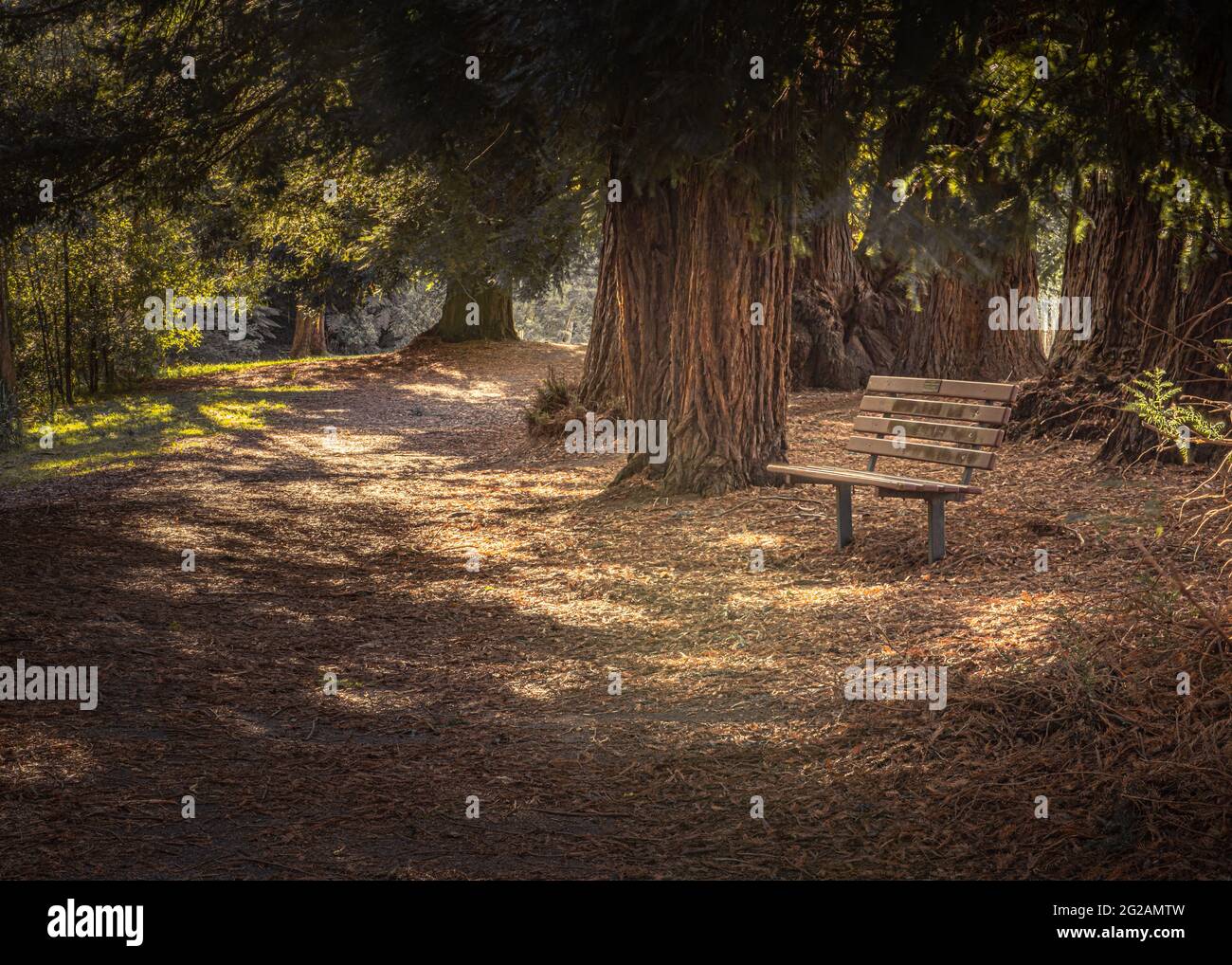 Bank im Wald, Warburton, Victoria Stockfoto