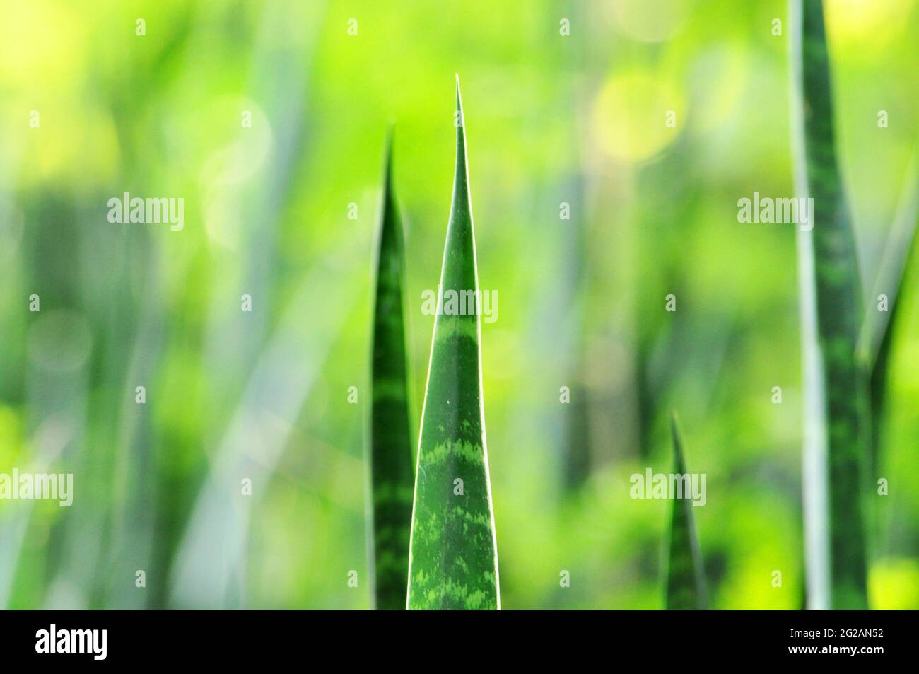 Lange grüne Blätter der Schlangenpflanze (Sansevieria trifasciata) Auf unscharfem Hintergrund Stockfoto