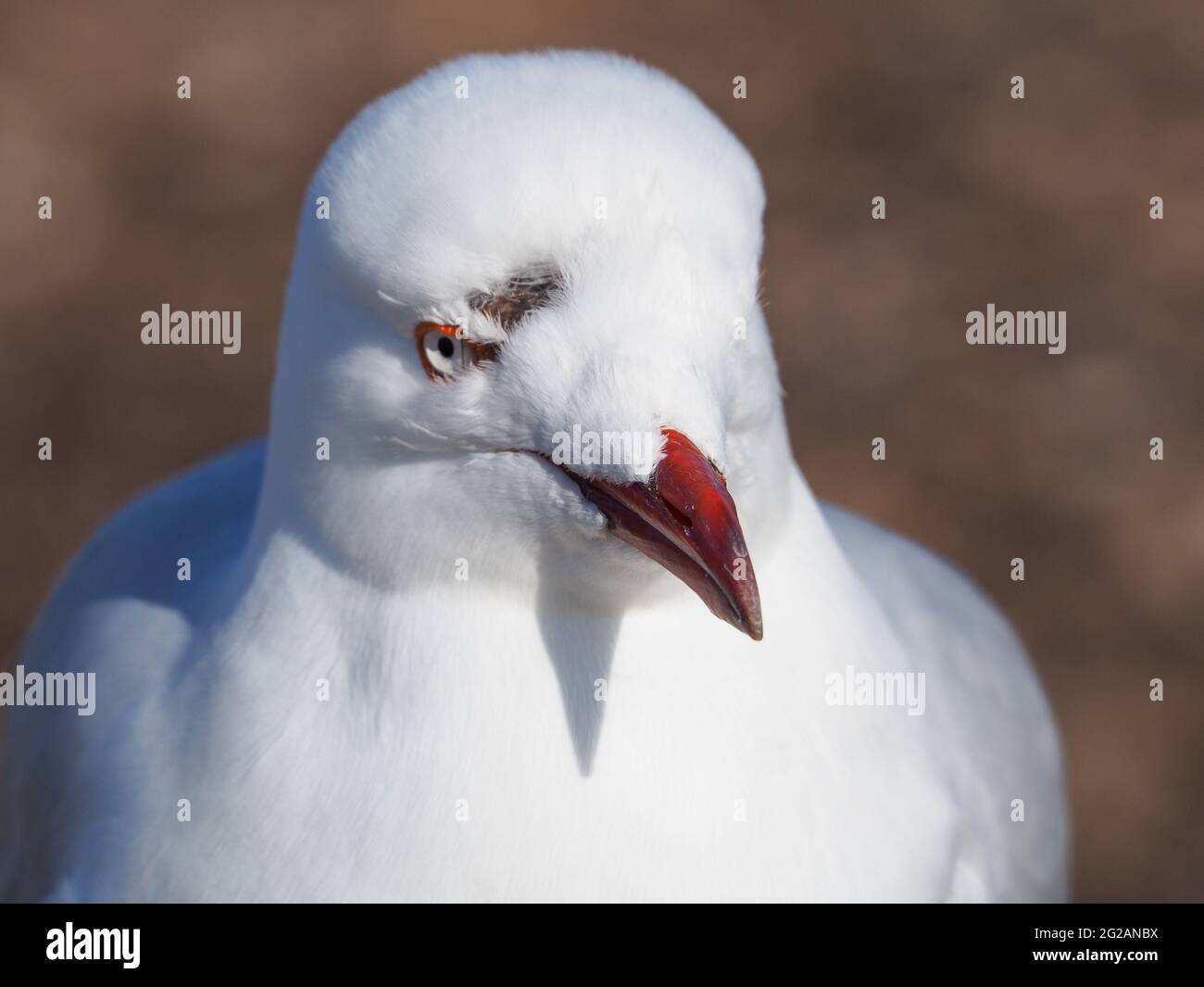 Möwenvögel, Nahaufnahme der australischen Silbermöwe, ein Narbenfleck mit fehlenden Federn über einem Auge von Verletzungen, Kopf, orangerotem Augenring und Schnabel Stockfoto