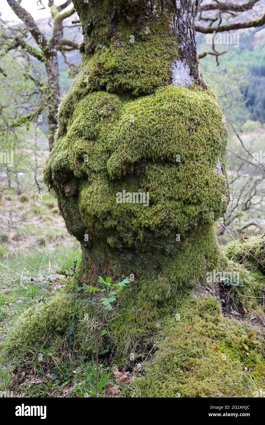 Alter Eichenbaum, geformt wie ein menschlicher Kopf, der auf einen jungen Rowan-Baum herunterschaut, der in seinem Schatten wächst, Schottland, Großbritannien Stockfoto