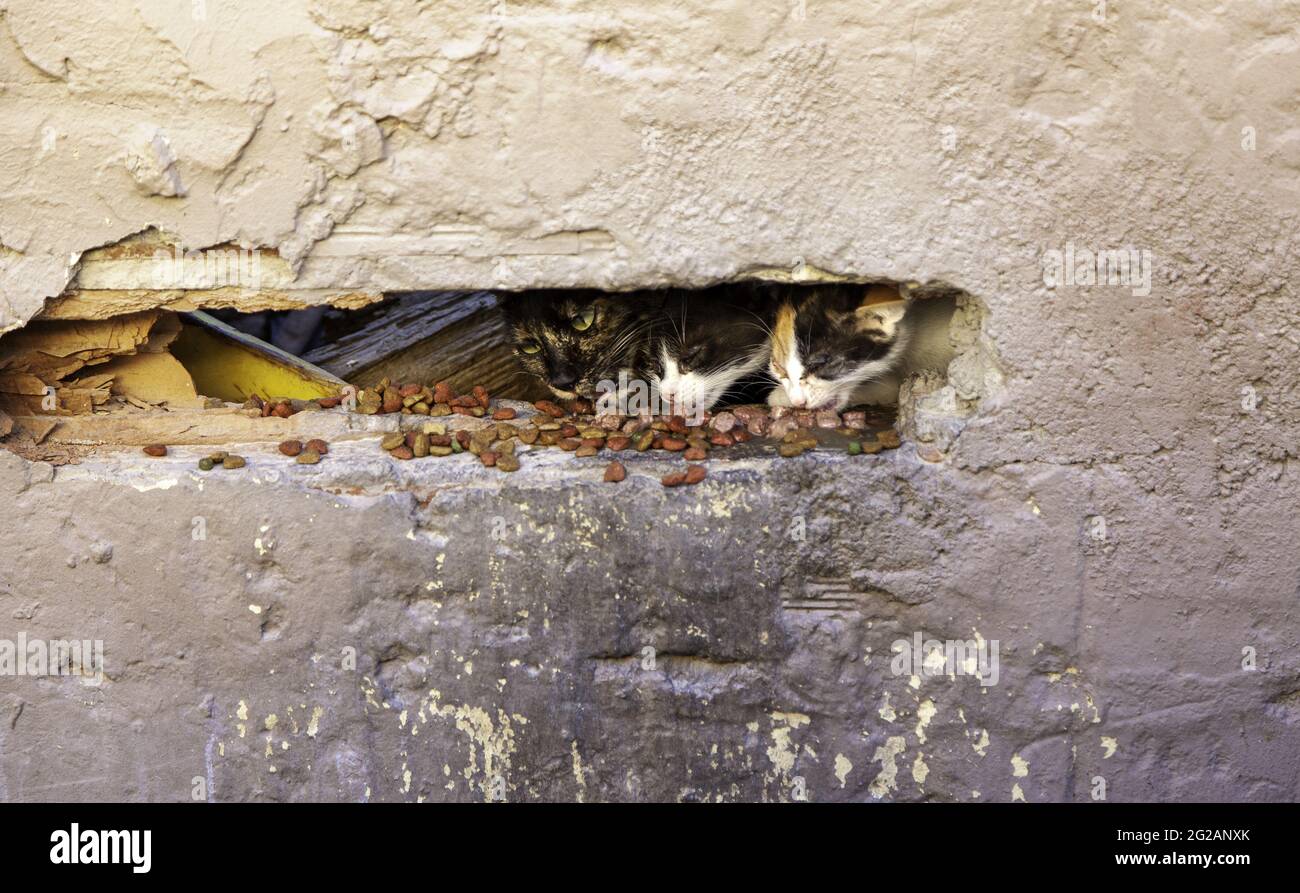 Detail von streunenden und wilden Tieren, verlassene Haustiere Stockfoto