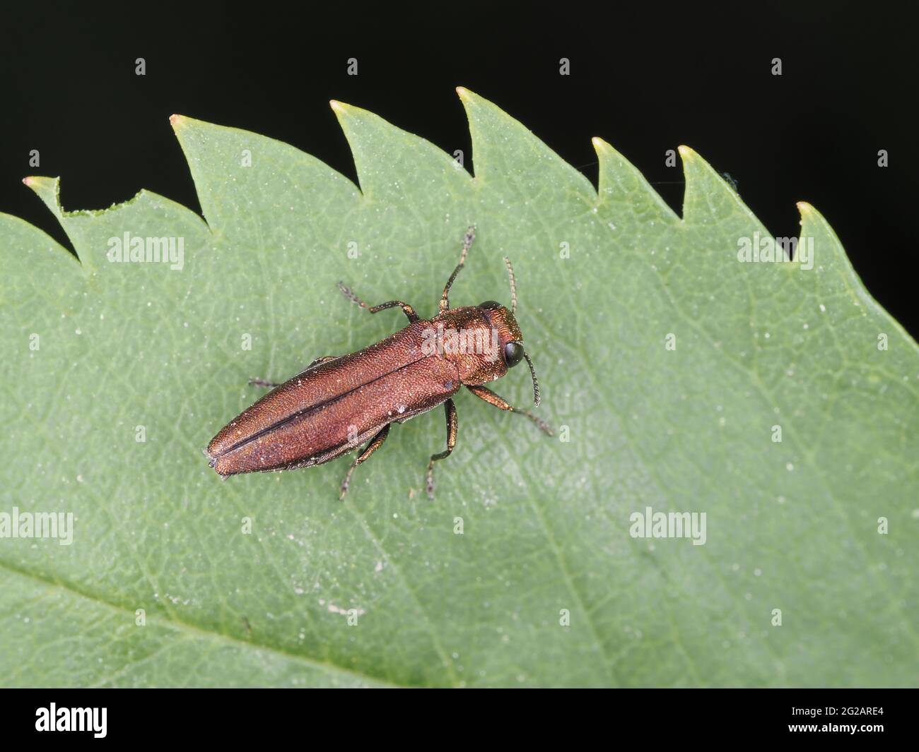 Ein Käfer aus der Familie Buprestidae - möglicherweise Agrilus politus Stockfoto