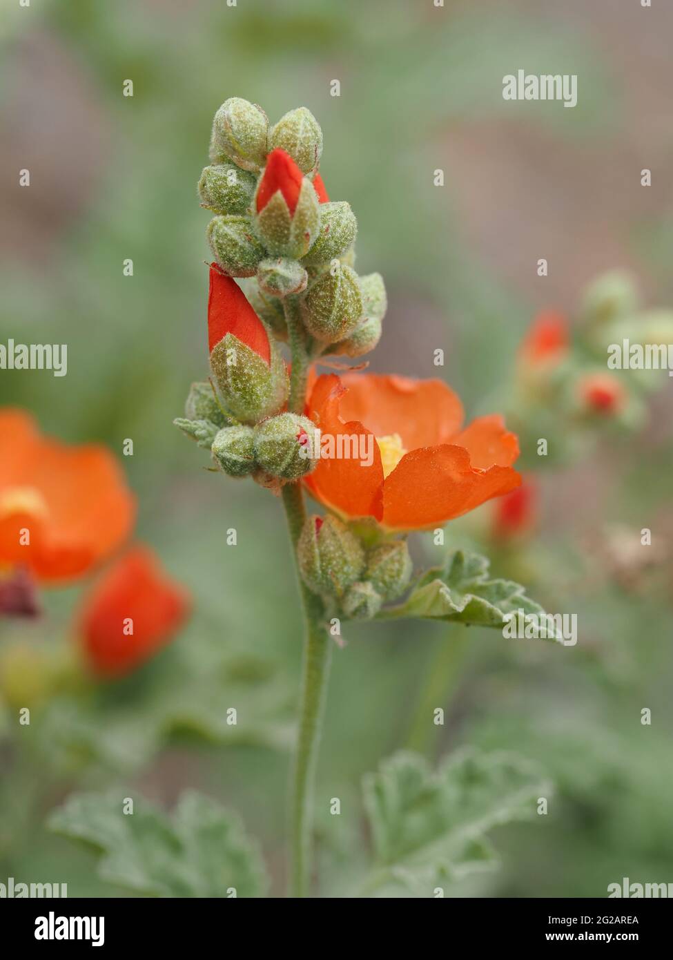 Sphaeralcea munroana im Bundesstaat Washington, USA Stockfoto