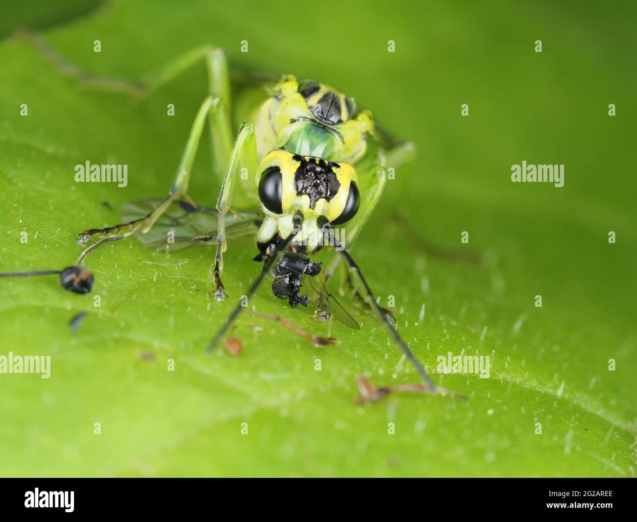 Grüne Sägeblattfliege (höchstwahrscheinlich Tenthredo rhammisia), die Beute frisst - Insektenmakro Stockfoto