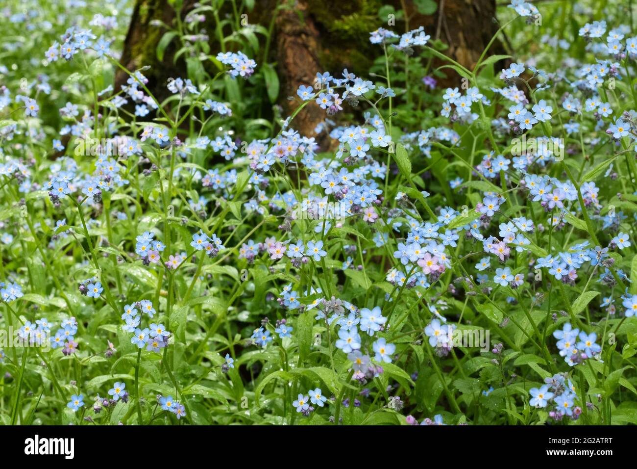 Schöne Blaue Blumen Forget-Me-Nots Wächst Auf Field Spring. Stockfoto