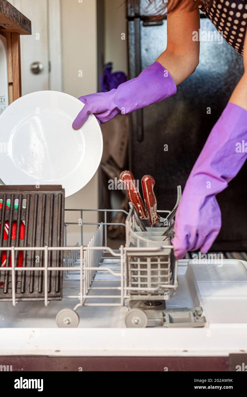 Eine Person, die lila Küchenhandschuhe trägt, platziert einen weißen Porzellanteller in ein Fach unter dem Geschirrspüler. Geschirrspüler sind praktisch Stockfoto