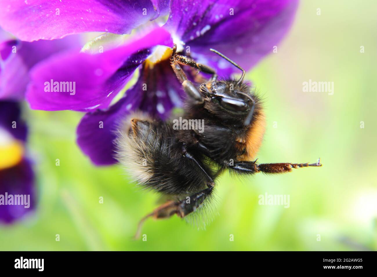 Macro Bumble Biene auf lila Blume, feines Haar Detail Stockfoto