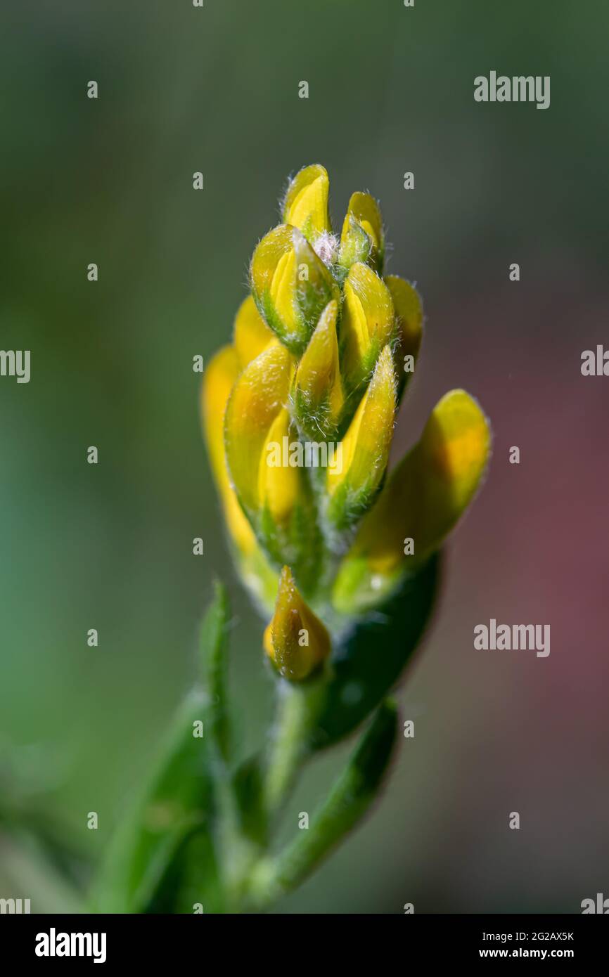 Genista tinctoria wächst im Wald Stockfoto