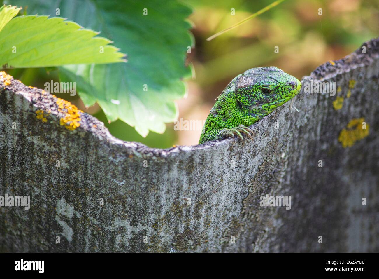 Eidechse im garten Fotos und Bildmaterial in hoher Auflösung Alamy