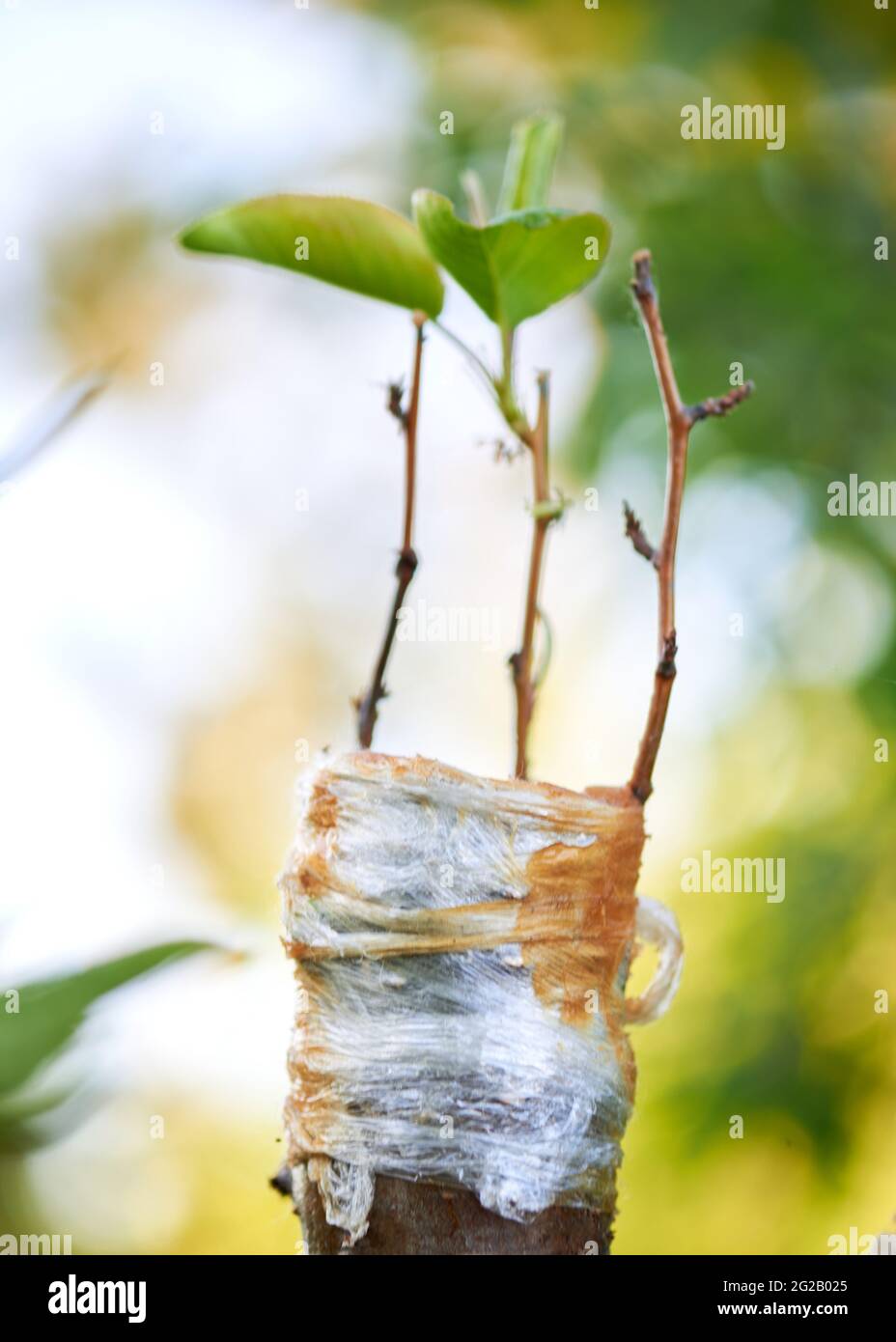 Gepfropft Äste von Apfelbäumen auf dem Land Stockfoto