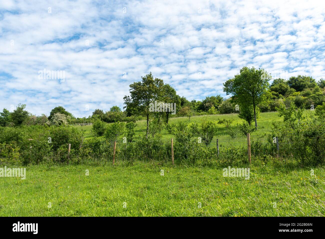 Blick auf das lokale Naturschutzgebiet der Hutchinson's Bank und das für den Naturschutz wichtige Gebiet der Metropolregion, ein Kalkgrasland in der Nähe von Croydon, Großbritannien Stockfoto